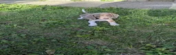 Beagle dogs for sale: Mr Raptor Blue - Ad 13