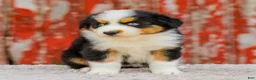 Australian Shepherd dogs for sale: Cassidy - Ad 3