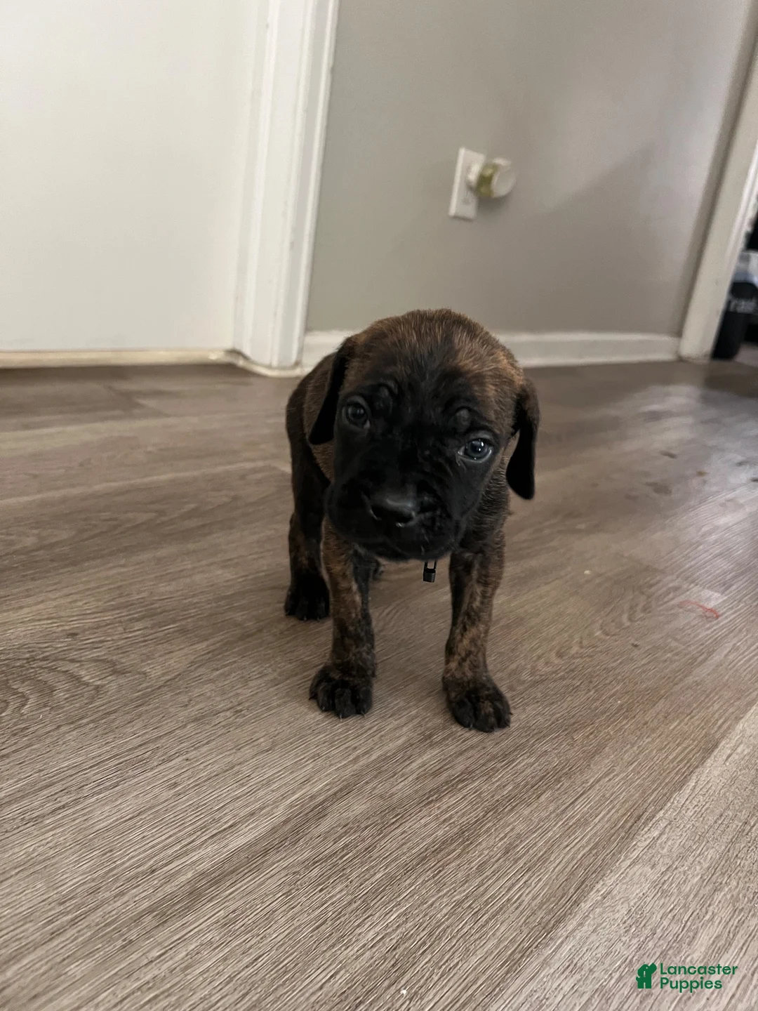 Cane Corso dogs for sale: Cane Corso 2 - Ad 2