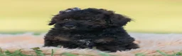 Toy Poodle dogs for sale: Dannie - Ad 2