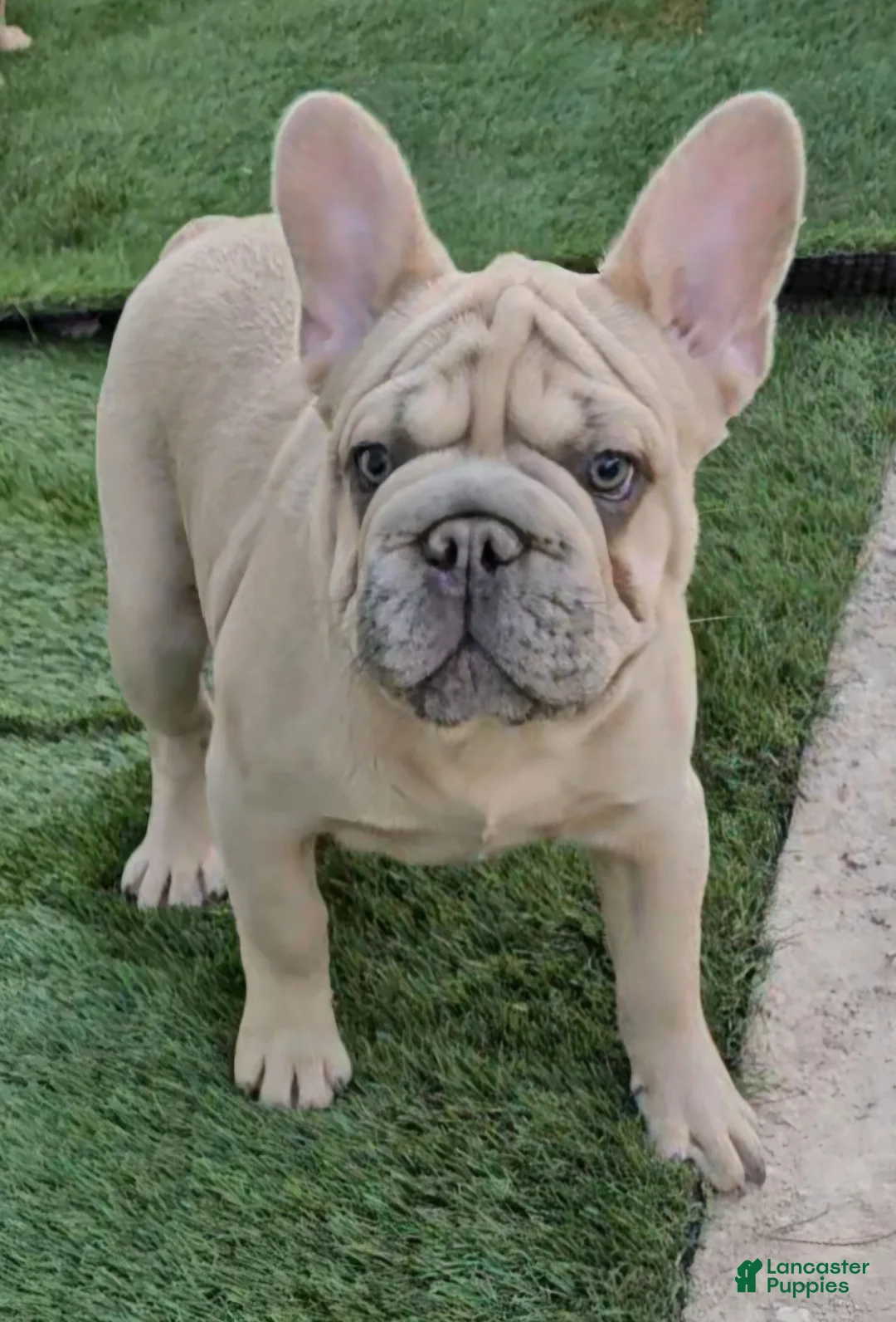 French Bulldog dogs for sale: French Bulldog Puppy 1 - Ad 16