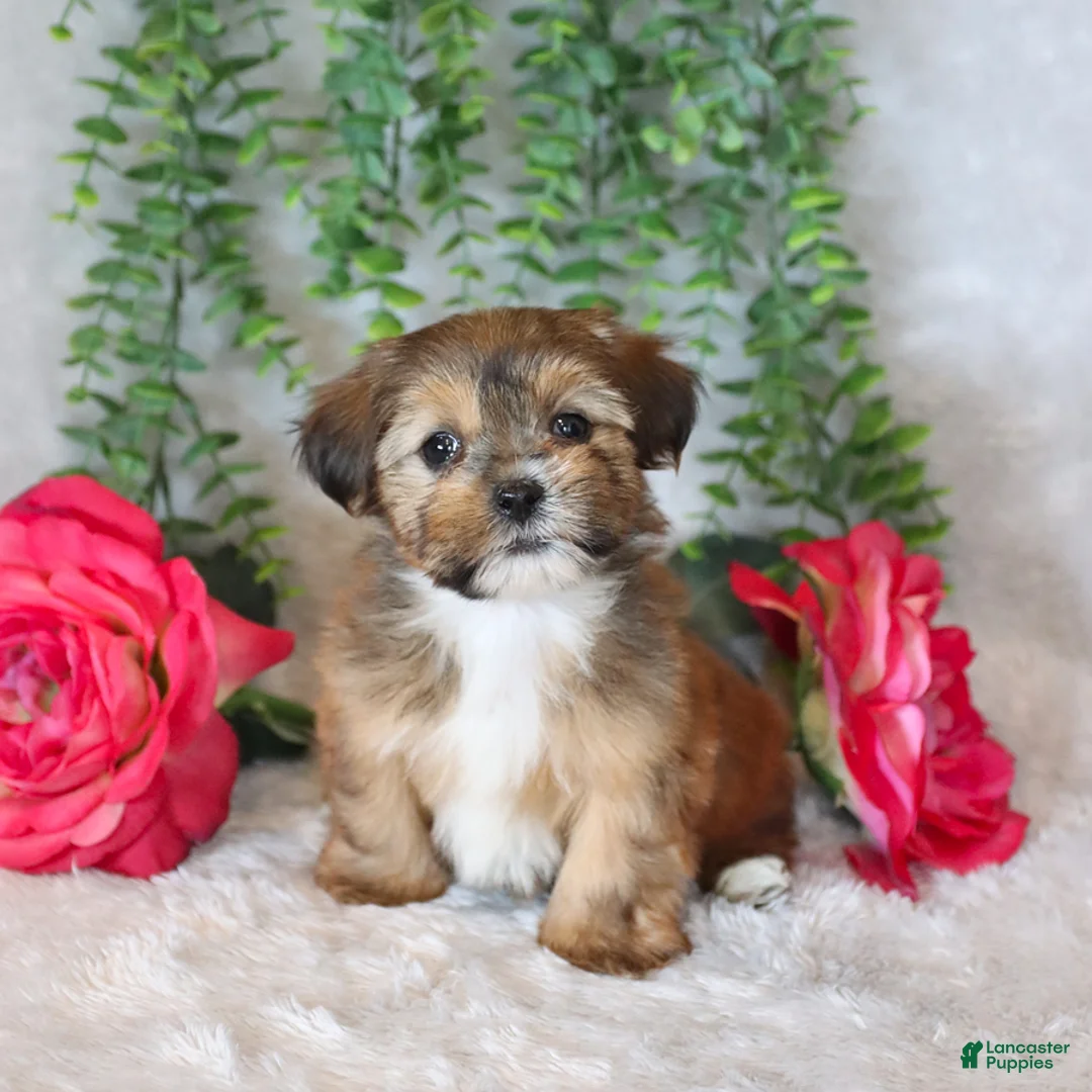 Shorkie dogs for sale: Luke - Ad 1