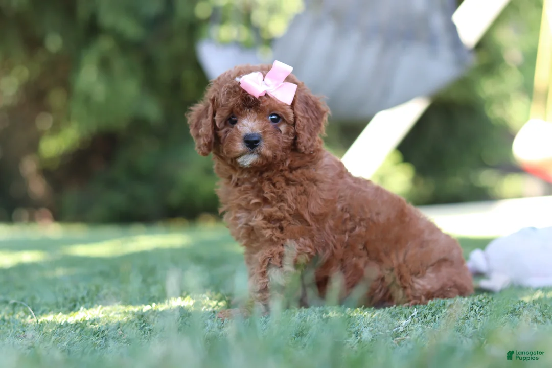 Cavapoo dogs for sale: Blaire - Ad 1