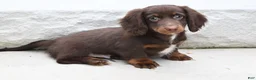 Miniature Dachshund dogs for sale: AKC Romeo - Ad 11