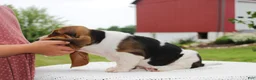 Basset Hound dogs for sale: Zuma - Ad 3