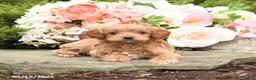 Mini Goldendoodle dogs for sale: Scarlet - Ad 4