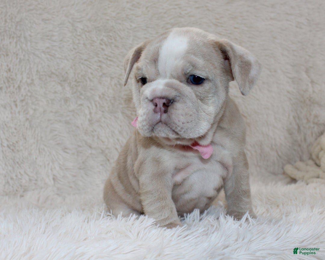 English Bulldog dogs for sale: Callie - Ad 5