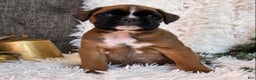 Boxer dogs for sale: Chelsea - Ad 6