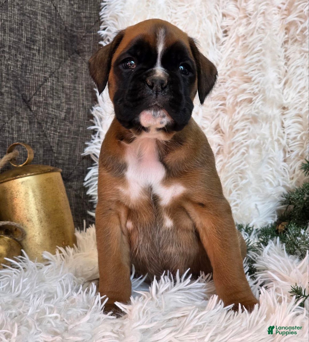 Boxer dogs for sale: Chelsea - Ad 6