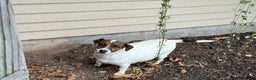 Jack Russell Terrier dogs for sale: Jingle - Ad 10