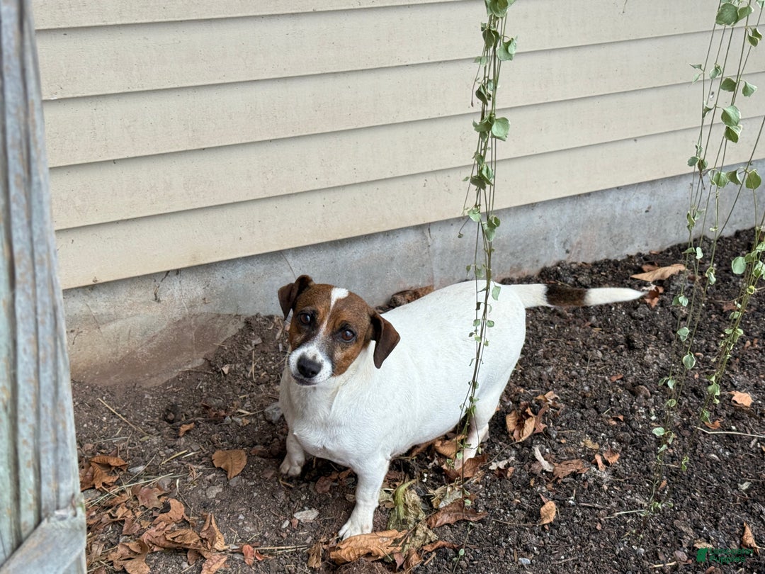 Jack Russell Terrier dogs for sale: Jingle - Ad 10