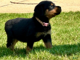 Rottweiler dogs - Ad 17