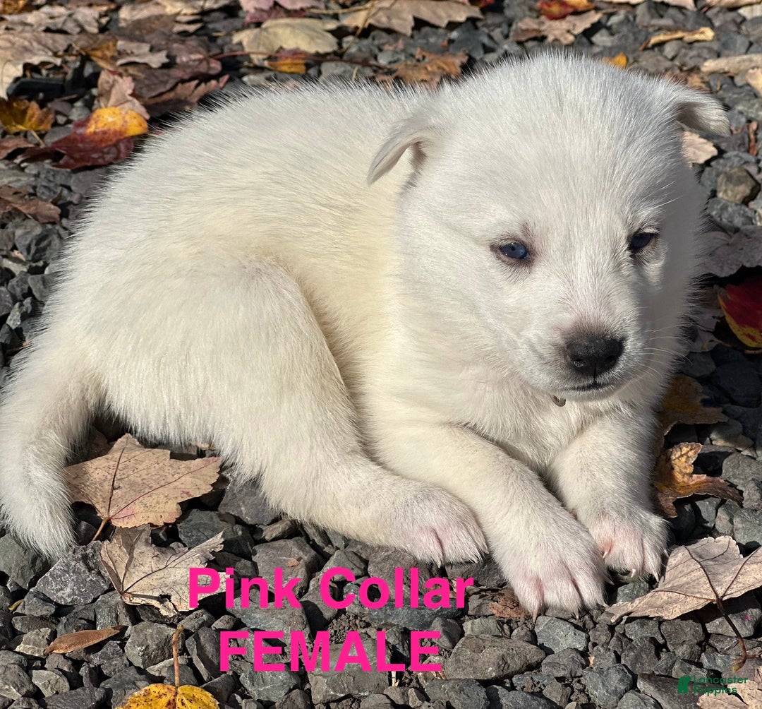 Siberian Husky dogs for sale: Siberian Husky Puppy 6 - Ad 1