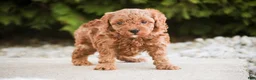Miniature Poodle dogs for sale: Peyton - Ad 6