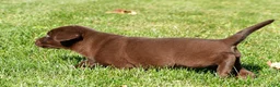 Labrador Retriever dogs for sale: Jackson - Ad 5