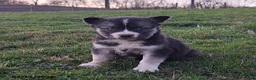 Gerberian Shepsky dogs for sale: Lilly - Ad 2