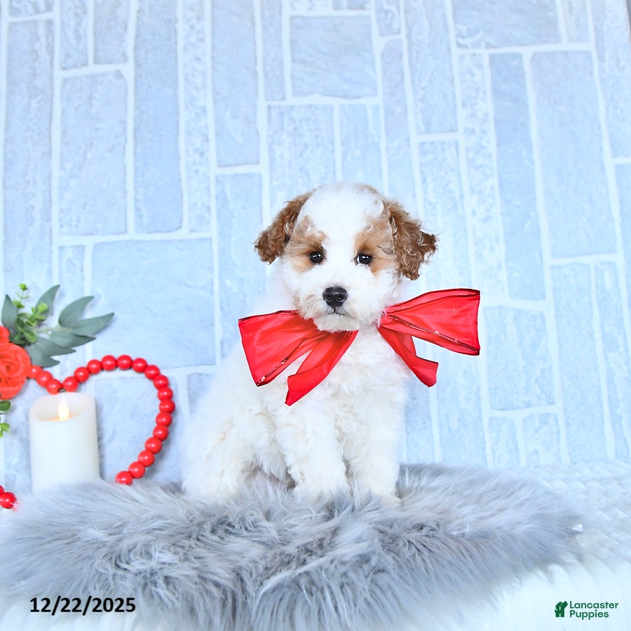 Cavapoo dogs Savanna HOUSE RAISED - Ad 1