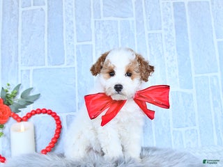 Cavapoo dogs Savanna HOUSE RAISED - Ad 1