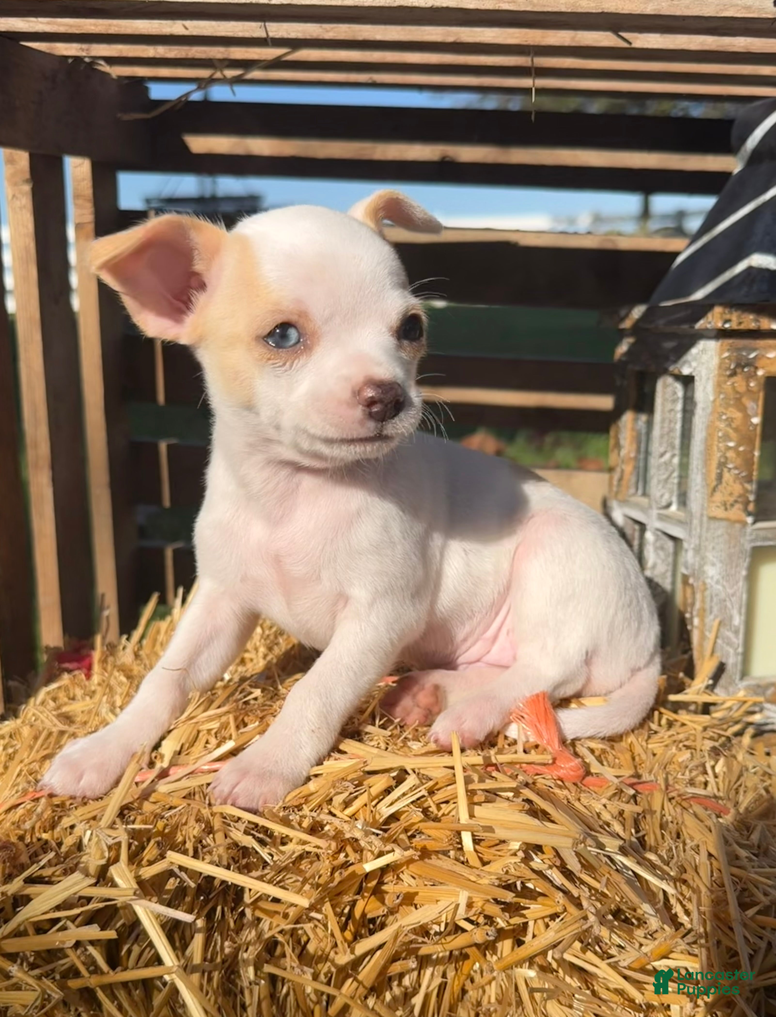 Chihuahua dogs for sale: Autumn - Ad 1