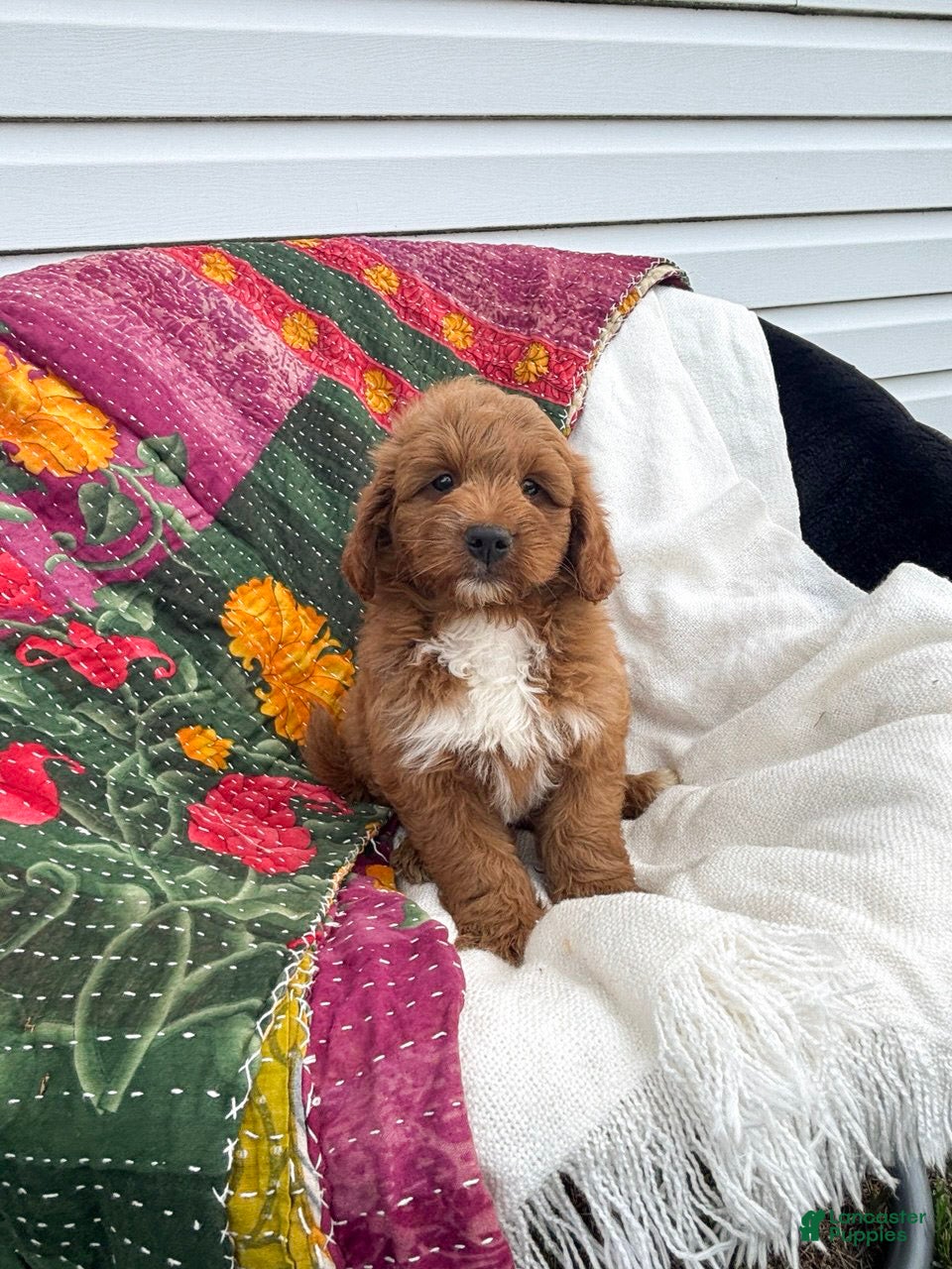 Mini Goldendoodle dogs Lupin - Ad 1