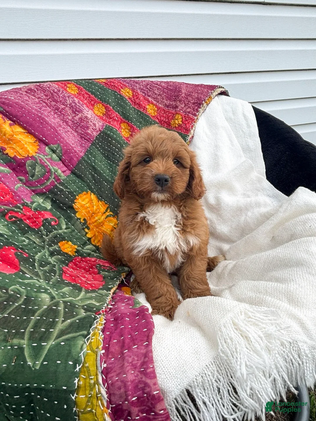 Mini Goldendoodle dogs for sale: Lupin - Ad 1