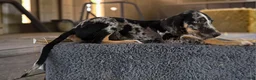 Catahoula Leopard Dog dogs for sale: Gypsie 2026 Male 3 - Ad 7