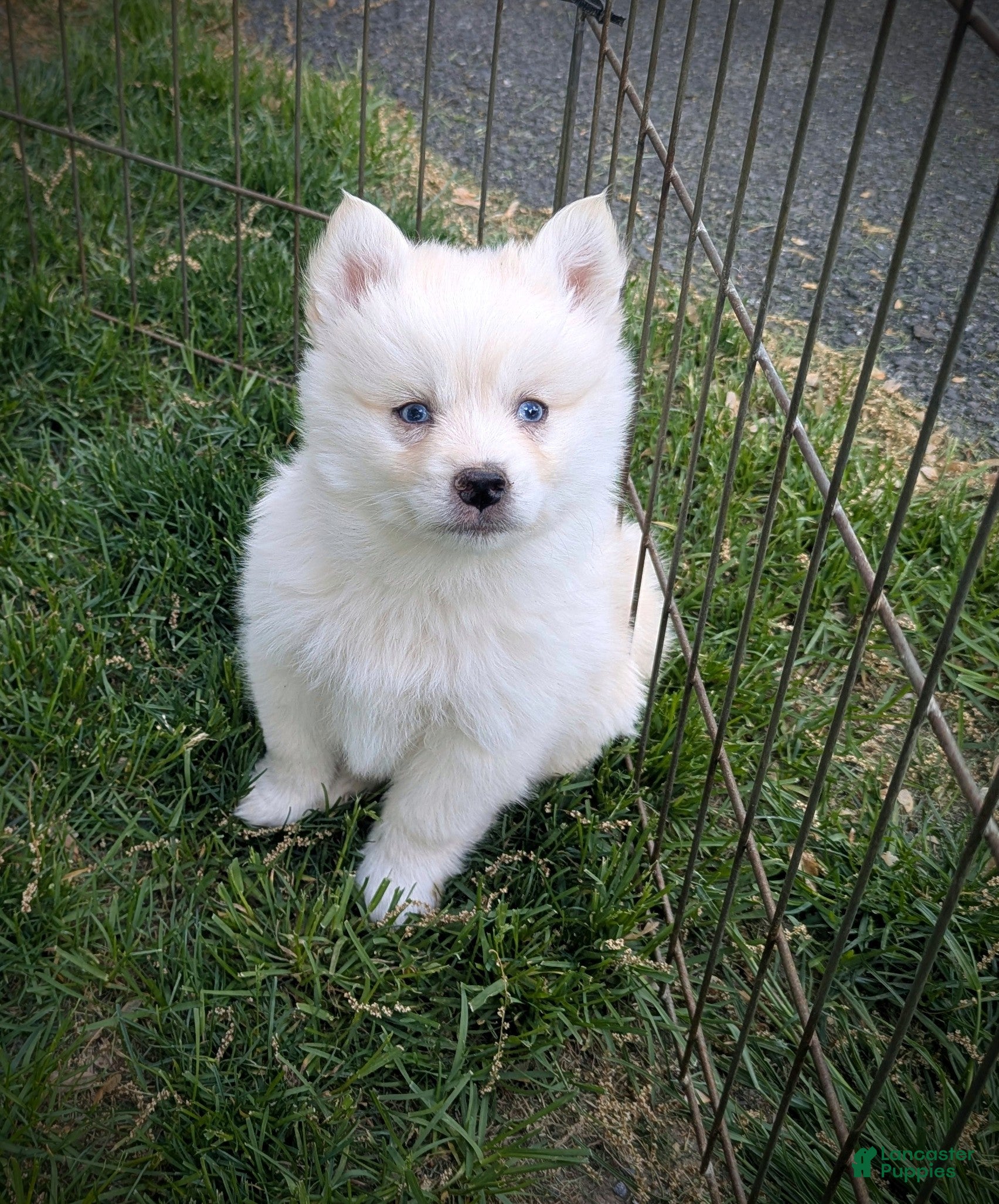 Pomsky dogs Mr Archie - Ad 1
