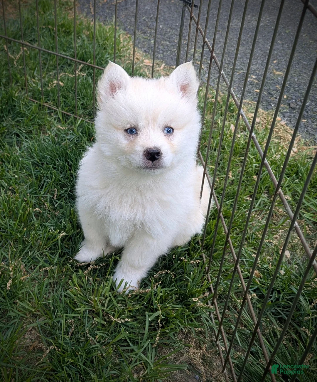 Pomsky dogs for sale: Mr Archie - Ad 1