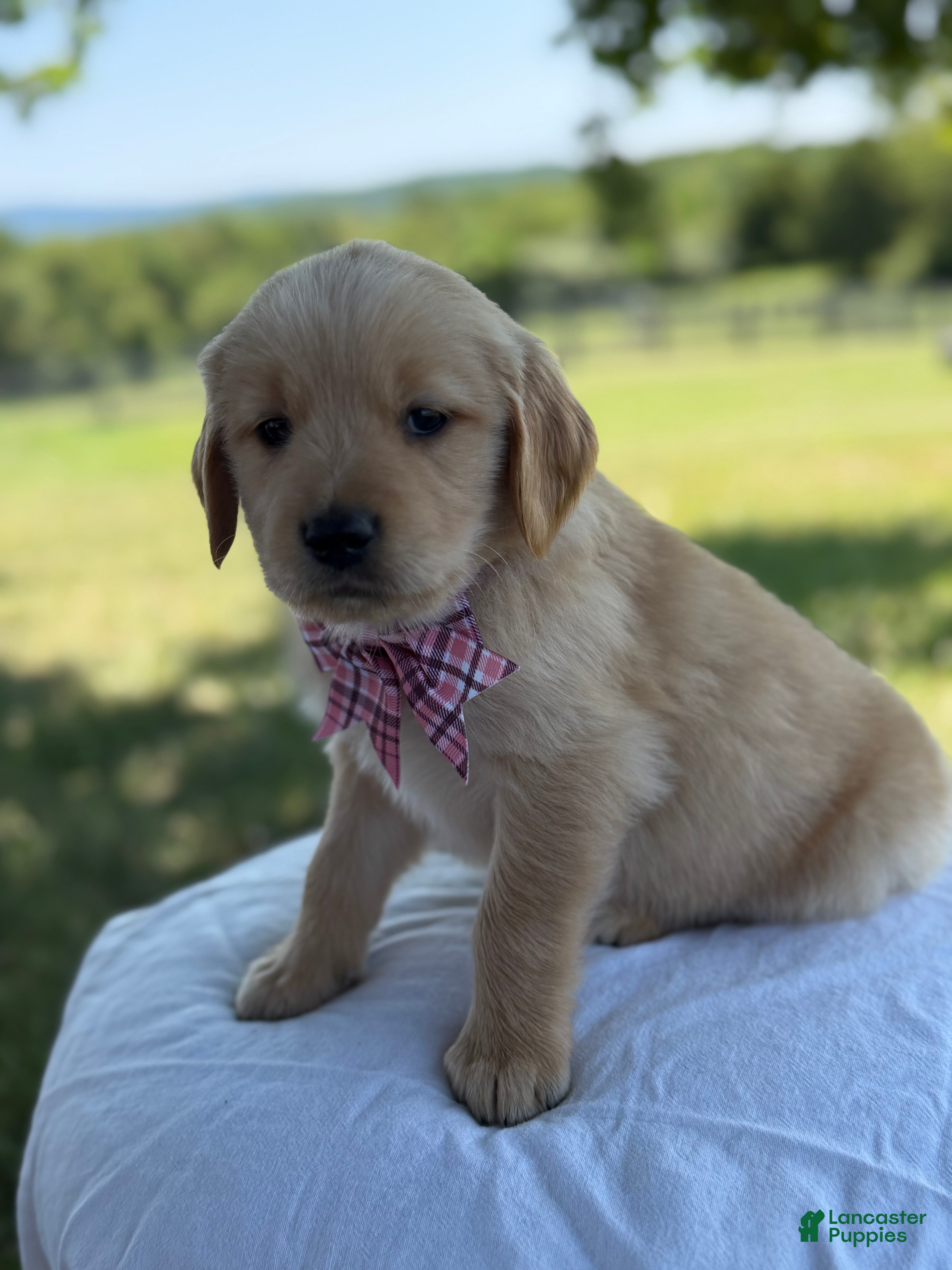 Golden Retriever dogs Vegas - Ad 1