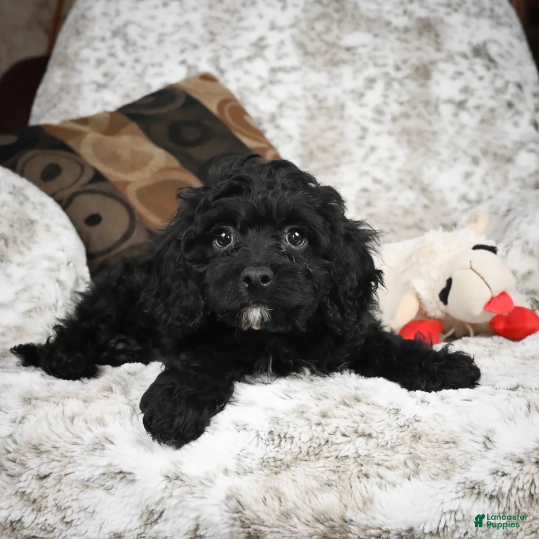 Cavapoo dogs for sale: Sam - Ad 10