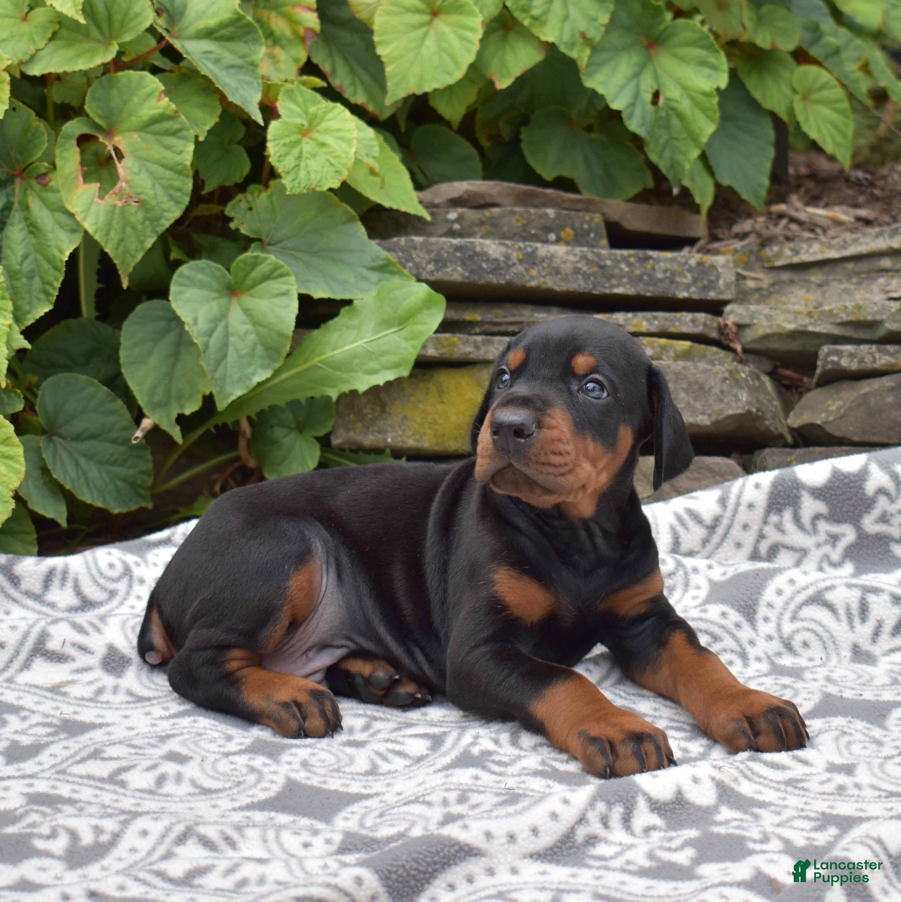 Doberman Pinscher dogs Phoenix - Ad 2
