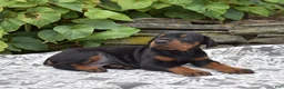 Doberman Pinscher dogs for sale: Phoenix - Ad 2