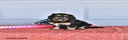 Mixed Breed dogs for sale: Mac   - Ad 4