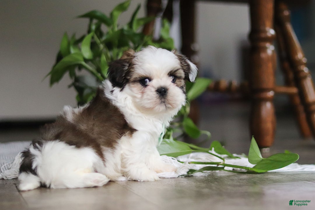Shih Tzu dogs for sale: Logan - Ad 6