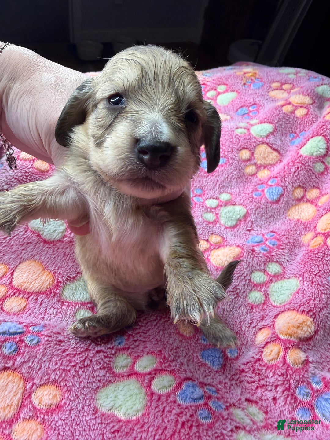 Miniature Dachshund dogs for sale: Cream - Ad 21