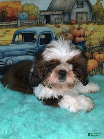 Shih Tzu dogs for sale: Karter - Ad 2
