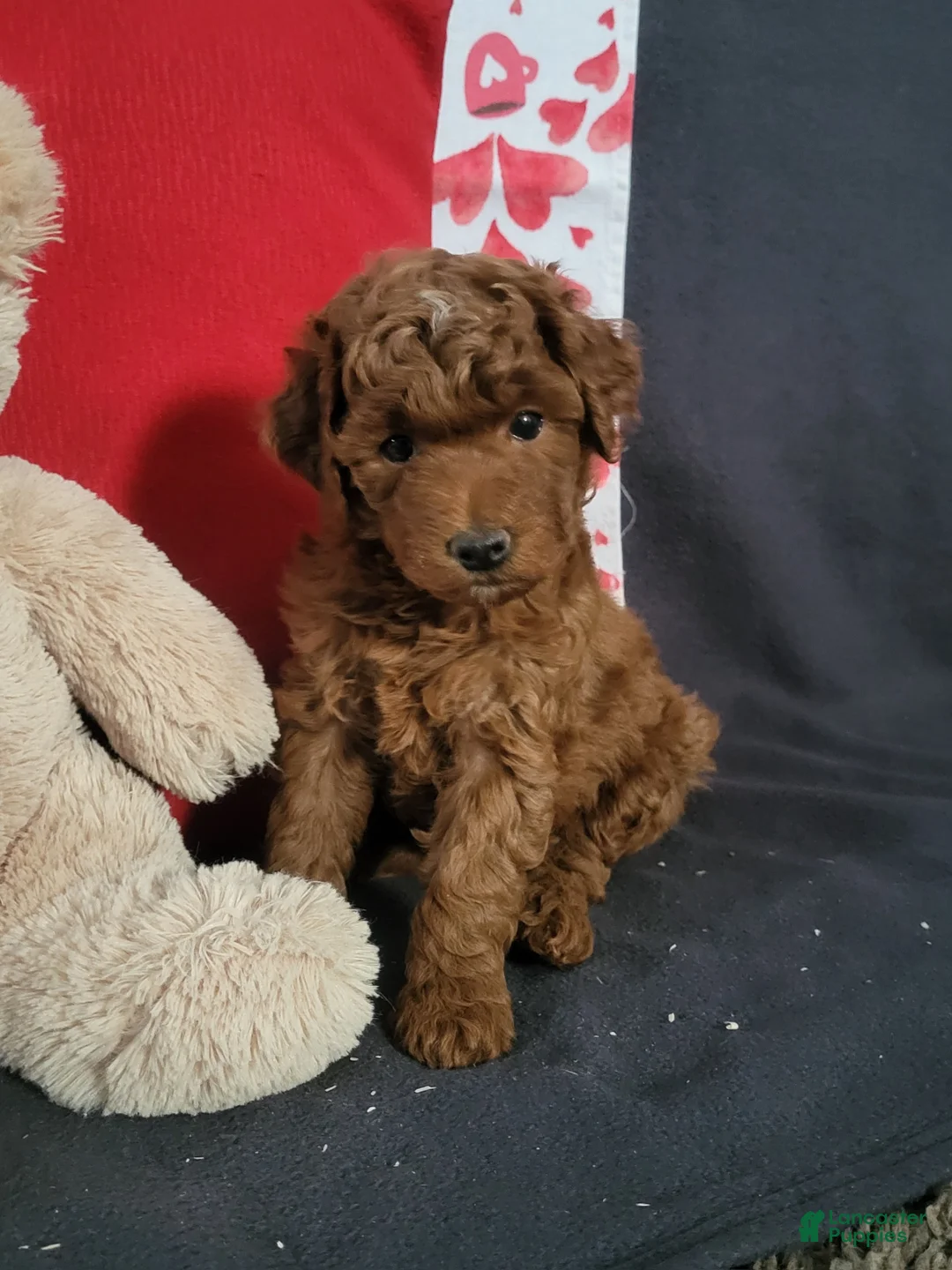 Goldendoodle dogs for sale: Elliot - Ad 4