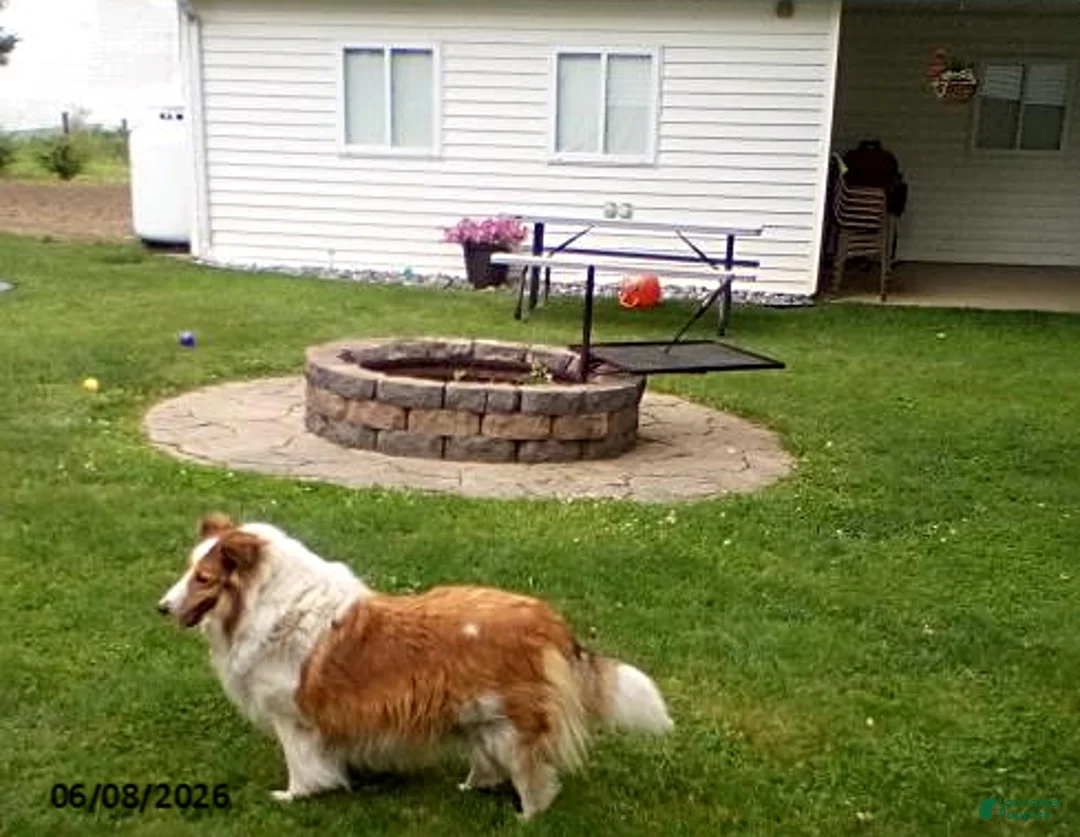 Shetland Sheepdog dogs for sale: Daisy - Ad 3