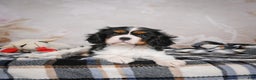 Cavalier King Charles Spaniel dogs for sale: Mia - Ad 8