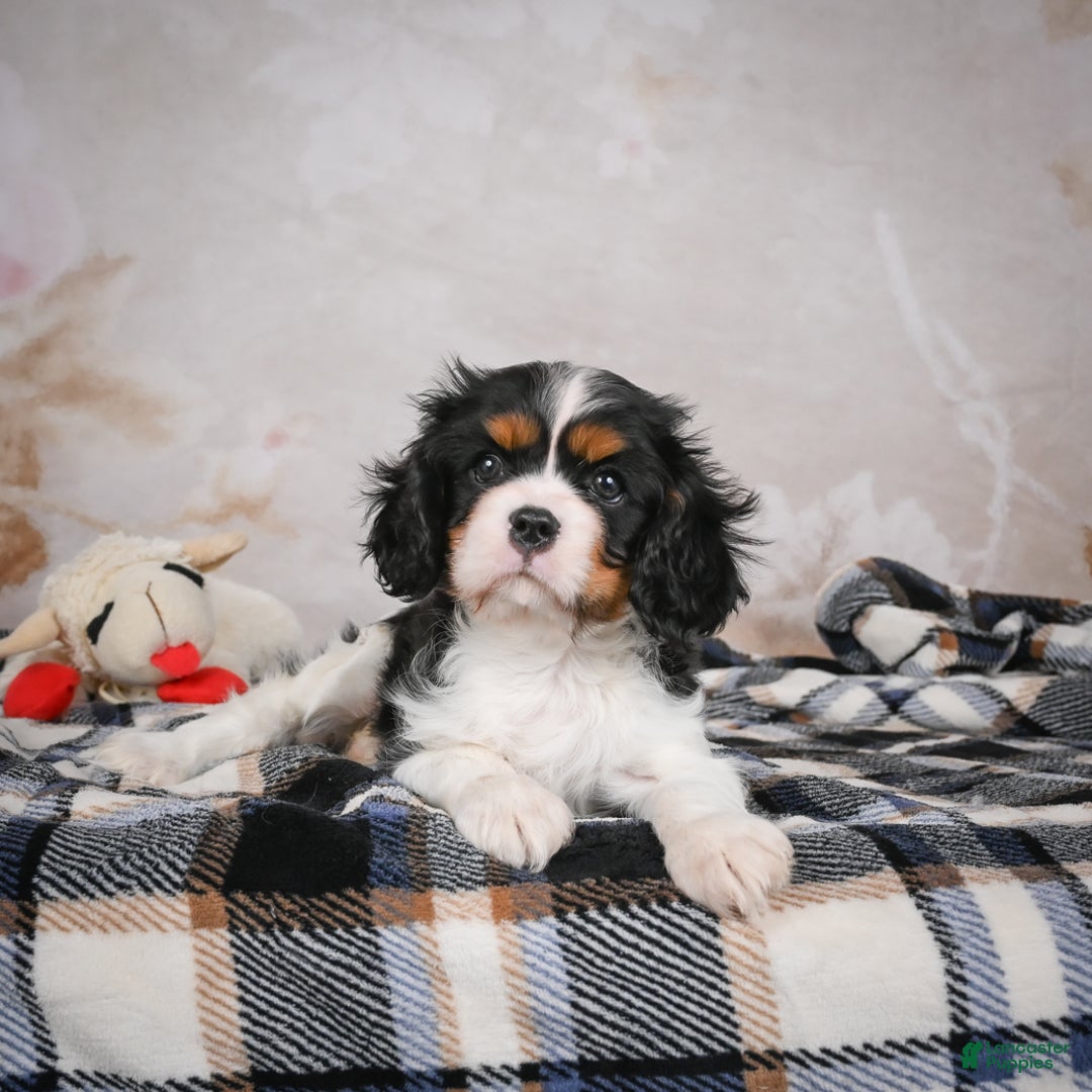 Cavalier King Charles Spaniel dogs for sale: Mia - Ad 8