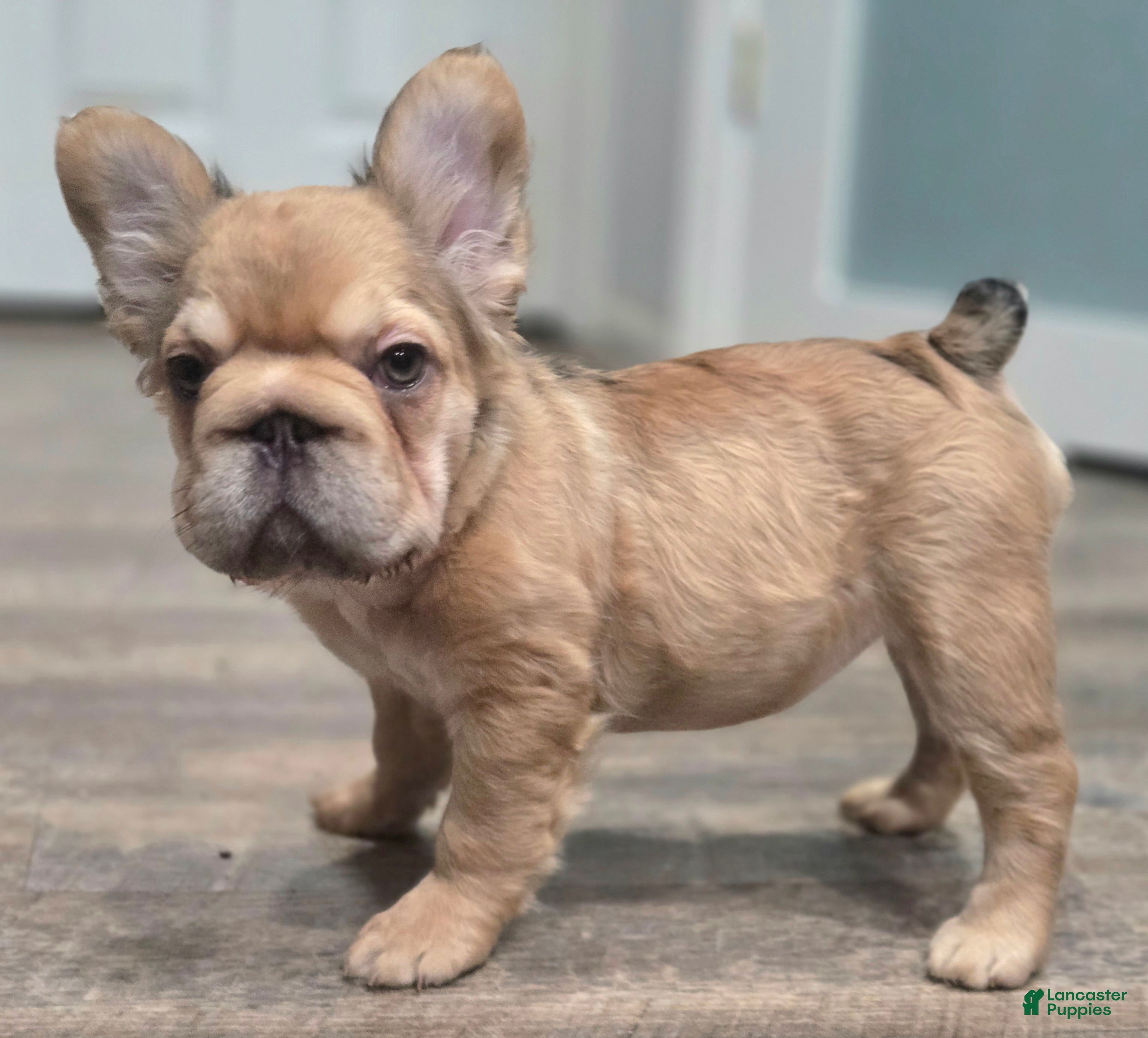 French Bulldog dogs 💛🧡Ginger🧡💛 - Ad 42