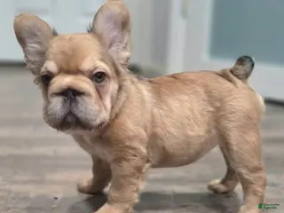 French Bulldog dogs 💛🧡Ginger🧡💛 - Ad 42