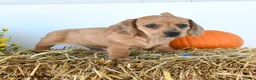 Miniature Dachshund dogs for sale: Belle - Ad 3