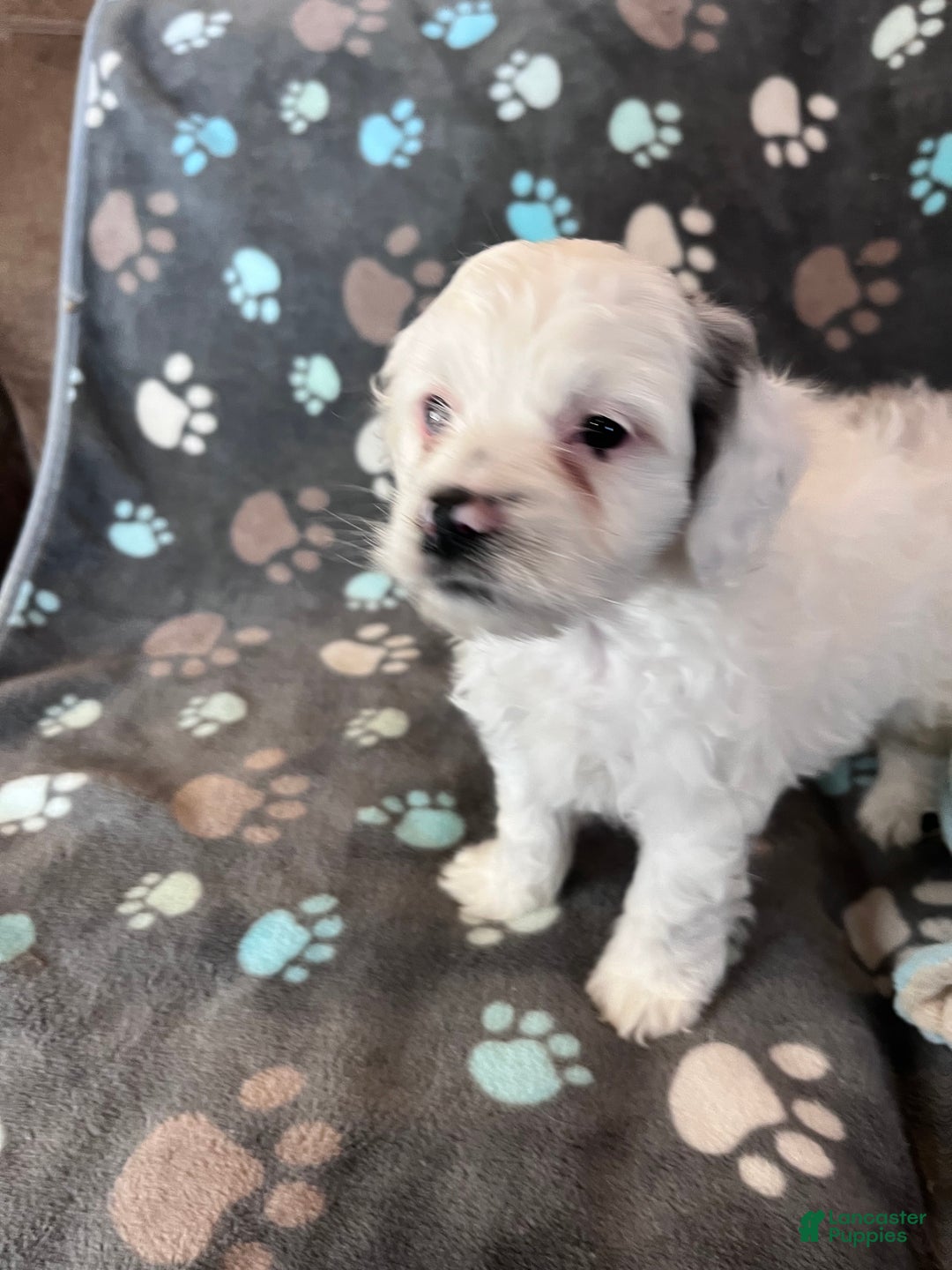 Cockapoo dogs for sale: Cockapoo Puppy 2 - Ad 5