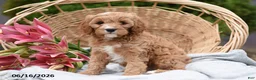 Cavapoo dogs for sale: Mya - Ad 2