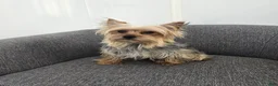 Yorkshire Terrier dogs for sale: Yorkshire Terrier Puppy 1 - Ad 8