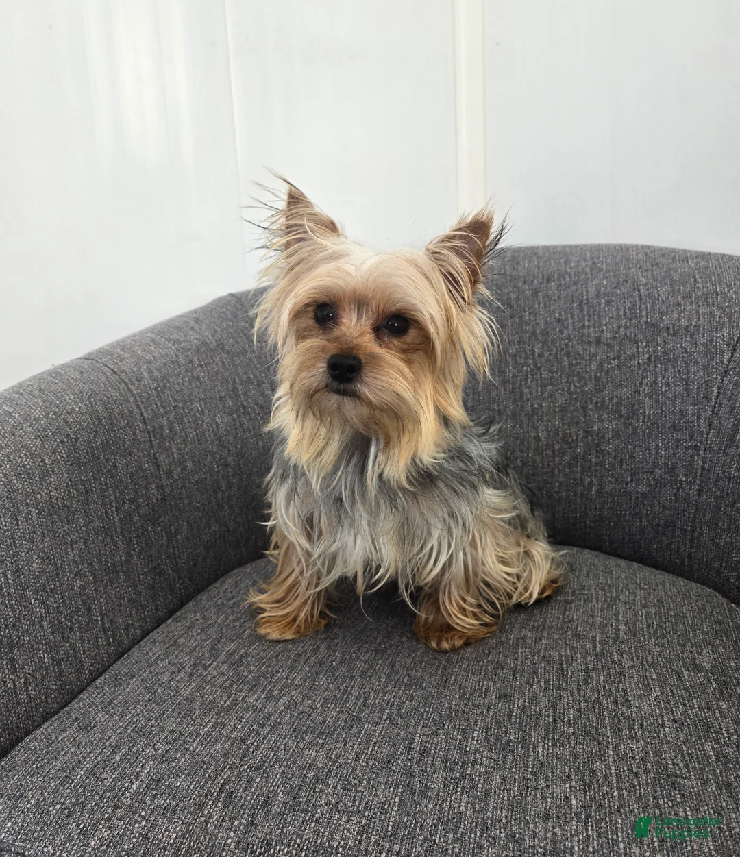 Yorkshire Terrier dogs for sale: Yorkshire Terrier Puppy 1 - Ad 8