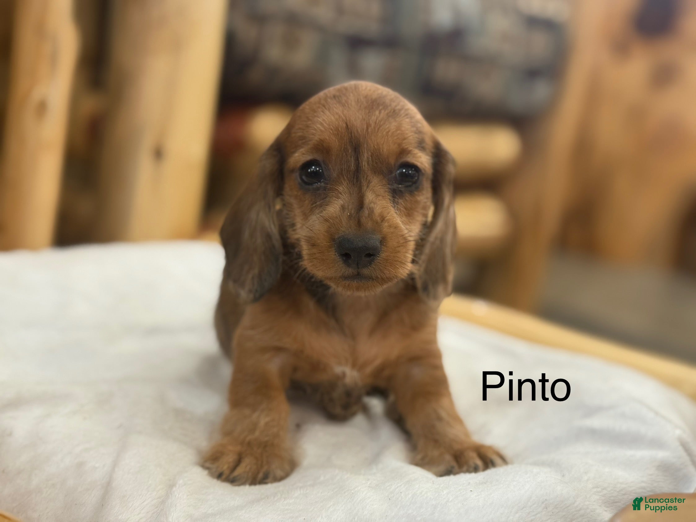 Miniature Dachshund dogs Pinto - Ad 21