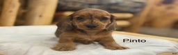 Miniature Dachshund dogs for sale: Pinto - Ad 1