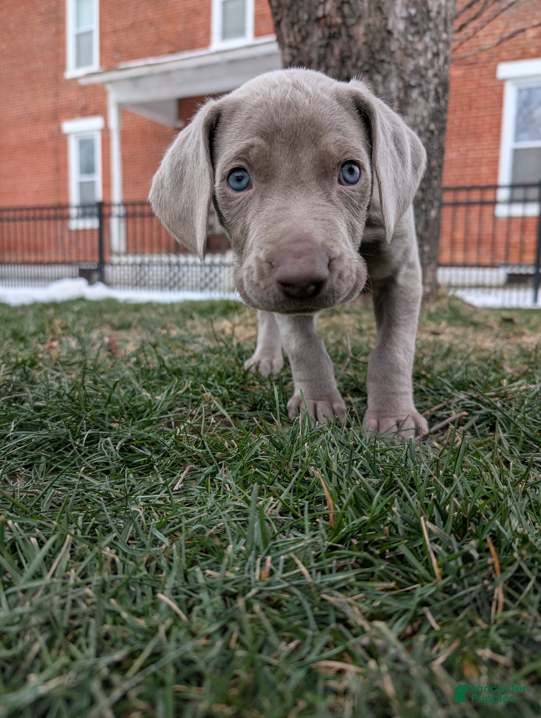 Weimaraner dogs for sale: Beetle - Ad 3